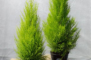 Cupressus goldcrest medio