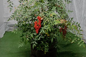 Nandina domestica