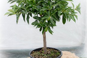 Kumquat piccolo (mandarino cinese)